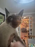 Chico