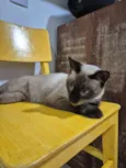 Chico