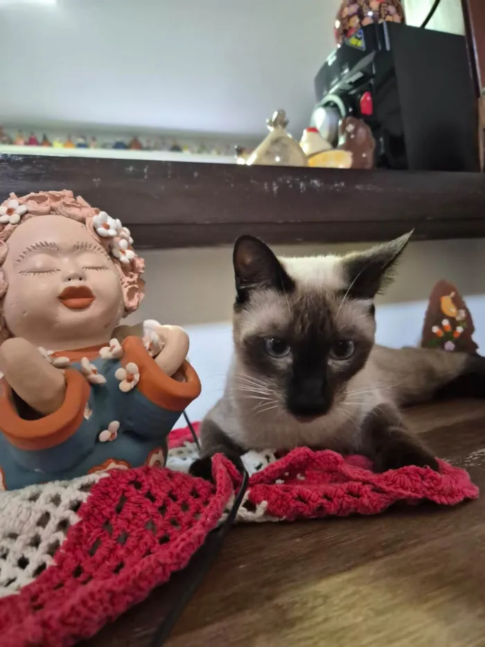 Gato ra a SRD idade 1 ano nome Chico