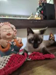 Chico