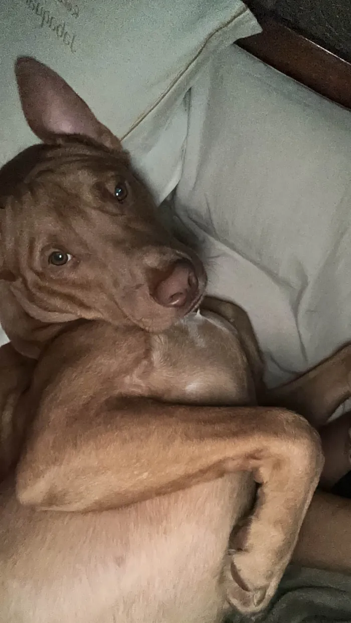 Cachorro ra a SRD-ViraLata idade 7 a 11 meses nome Marley 