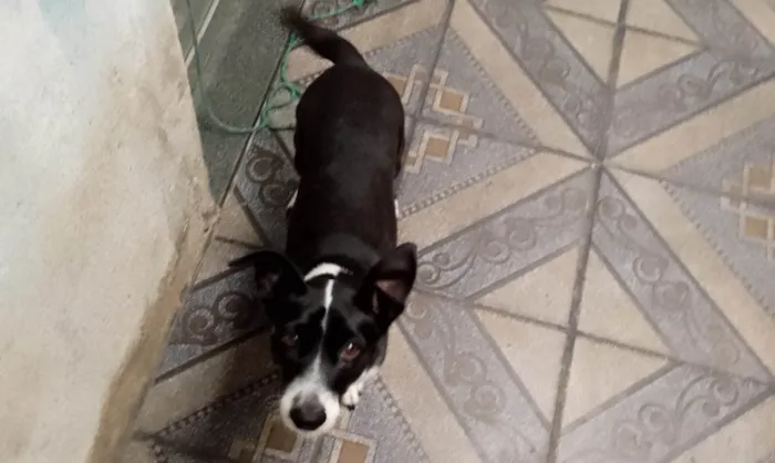 Cachorro ra a SRD-ViraLata idade 4 anos nome Nina