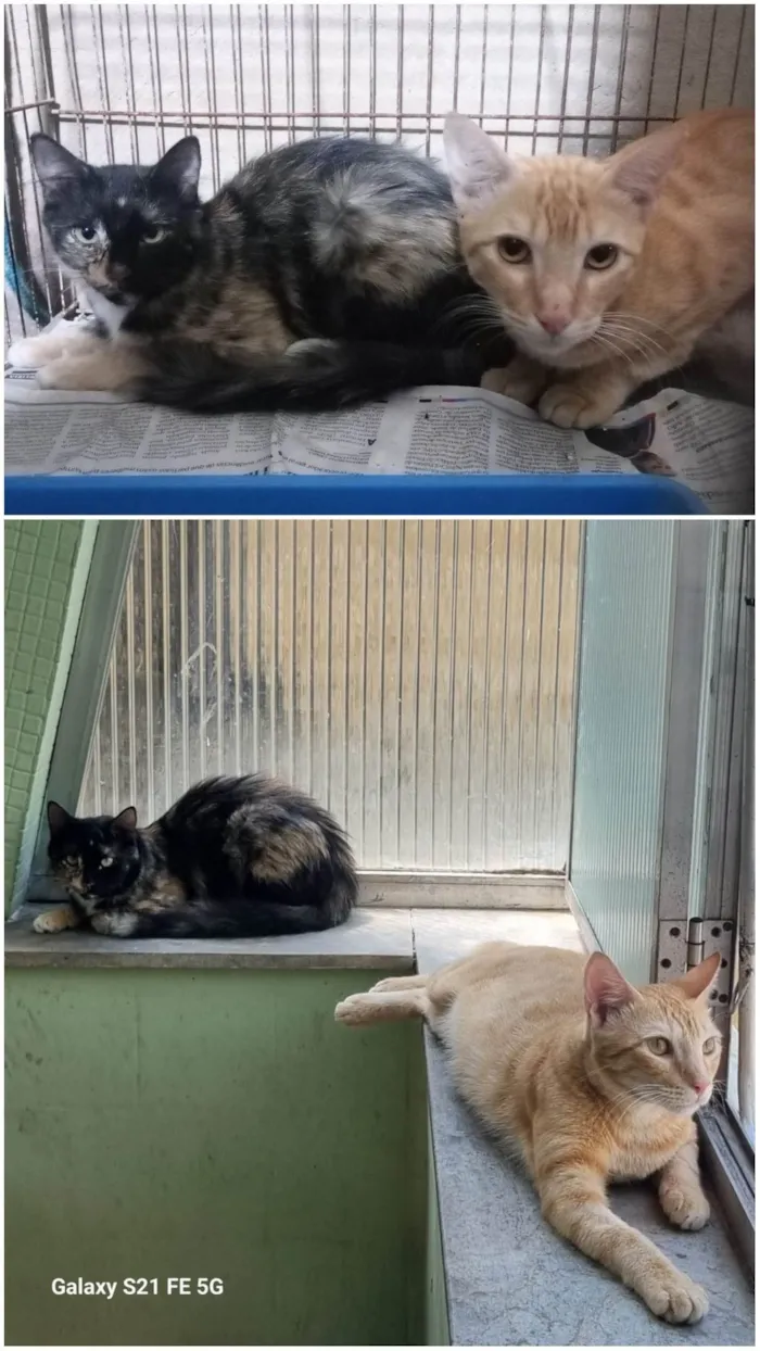 Gato ra a SRD-ViraLata idade 1 ano nome Cenoura e Pepper
