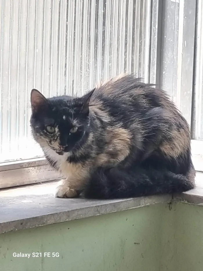 Gato ra a SRD-ViraLata idade 1 ano nome Cenoura e Pepper