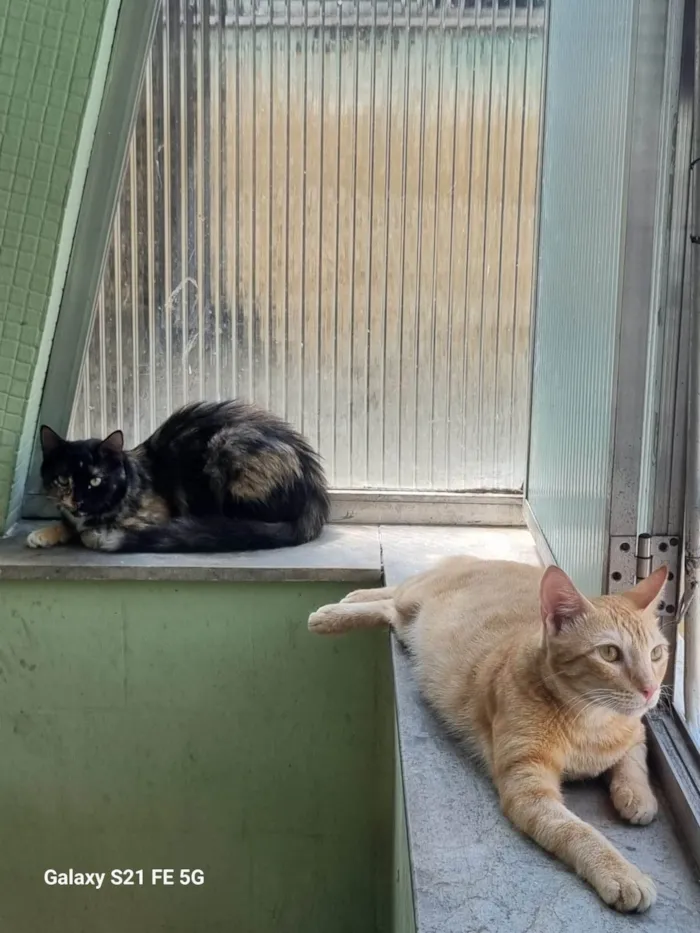 Gato ra a SRD-ViraLata idade 1 ano nome Cenoura e Pepper