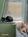 Cenoura e Pepper