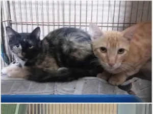 Gato raça SRD-ViraLata idade 1 ano nome Cenoura e Pepper