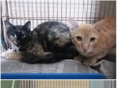 Gato raça SRD-ViraLata idade 1 ano nome Cenoura e Pepper