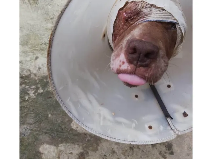 Cachorro ra a Pit-Bull idade 4 anos nome Vitória 