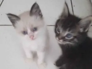 Gato raça SRD-ViraLata idade 2 a 6 meses nome Sem nome