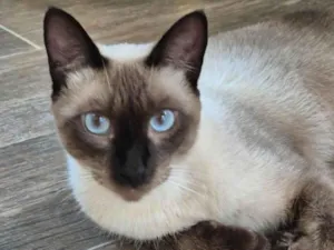 Gato raça SRD idade 1 ano nome Chico