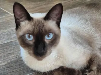 Gato raça SRD idade 1 ano nome Chico