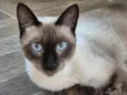 Chico