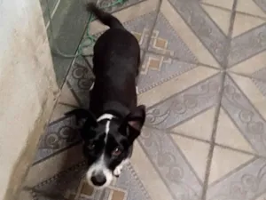 Cachorro raça SRD-ViraLata idade 4 anos nome Nina