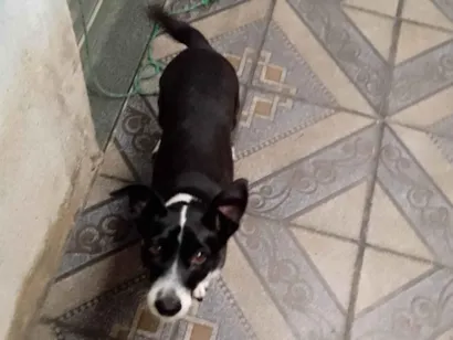 Cachorro raça SRD-ViraLata idade 4 anos nome Nina