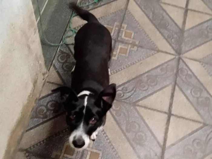 Cachorro ra a SRD-ViraLata idade 4 anos nome Nina
