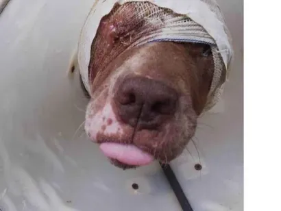 Cachorro raça SRD-ViraLata idade 4 anos nome Vitória 
