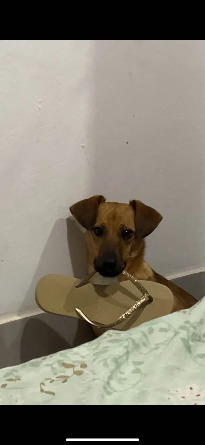 Cachorro ra a SRD-ViraLata idade 1 ano nome Perphetua 