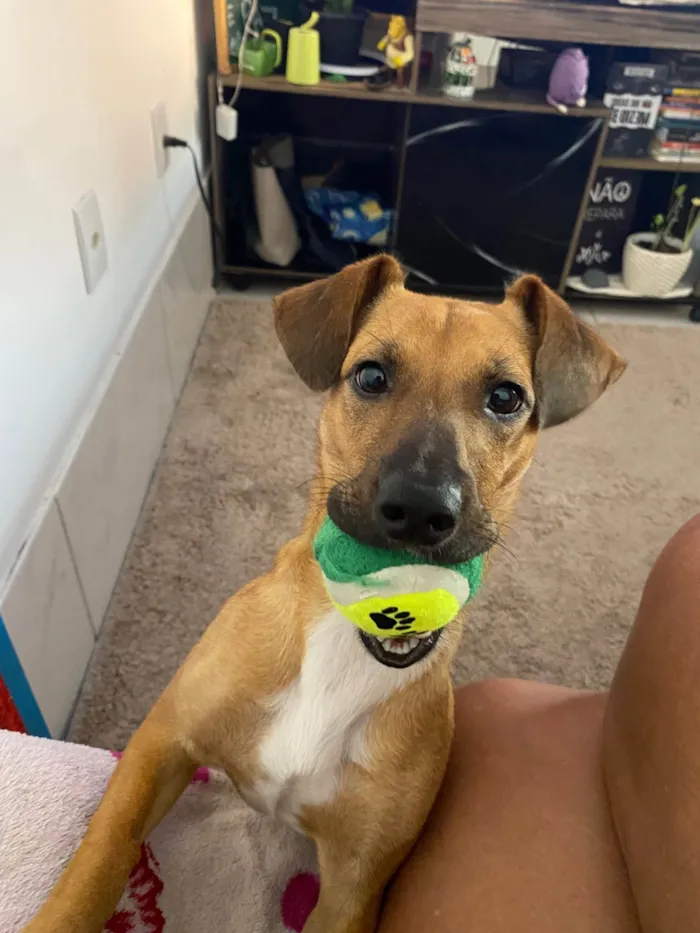 Cachorro ra a SRD-ViraLata idade 1 ano nome Perphetua 