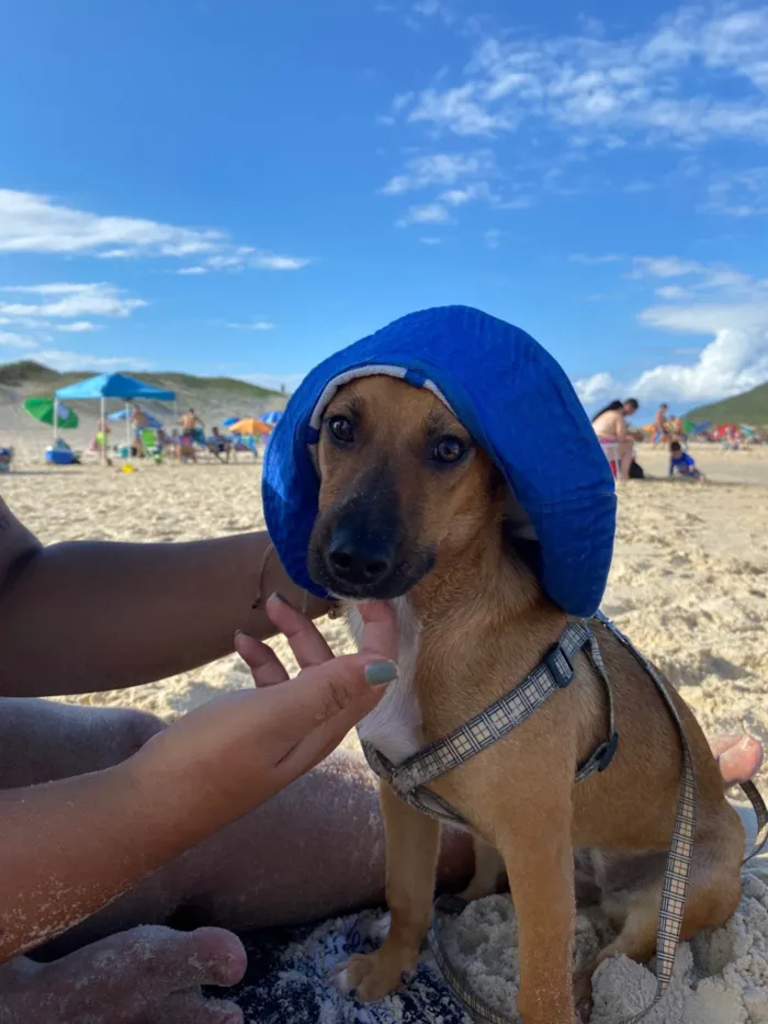 Cachorro ra a SRD-ViraLata idade 1 ano nome Perphetua 