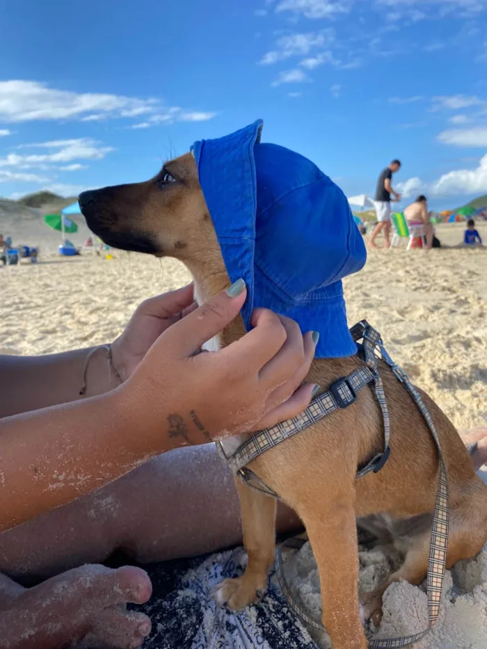 Cachorro ra a SRD-ViraLata idade 1 ano nome Perphetua 