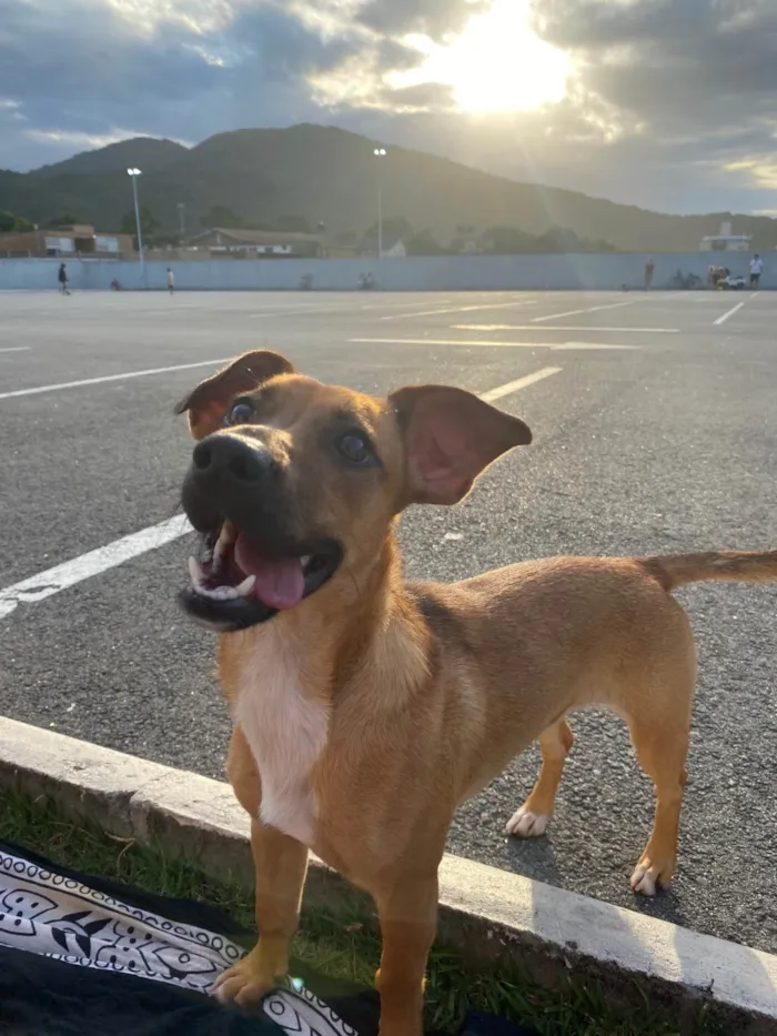 Cachorro ra a SRD-ViraLata idade 1 ano nome Perphetua 