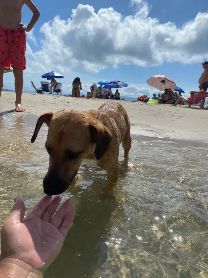 Cachorro ra a SRD-ViraLata idade 1 ano nome Perphetua 