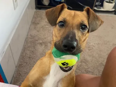 Cachorro raça SRD-ViraLata idade 1 ano nome Perphetua 