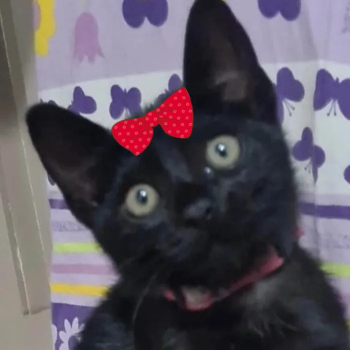 Gato ra a SRD-ViraLata idade 2 a 6 meses nome Pietra 