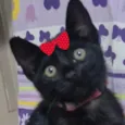 Pietra
