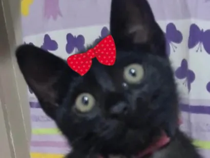 Gato raça SRD-ViraLata idade 2 a 6 meses nome Pietra 
