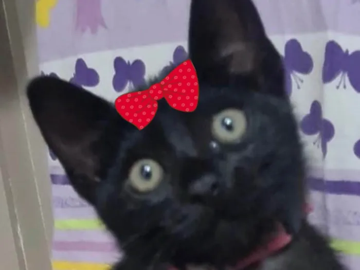 Gato ra a SRD-ViraLata idade 2 a 6 meses nome Pietra 