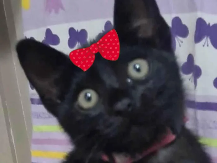 Gato ra a SRD-ViraLata idade 2 a 6 meses nome Pietra 