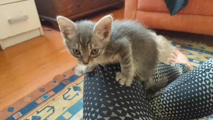 Gato ra a SRD-ViraLata idade Abaixo de 2 meses nome Gabi