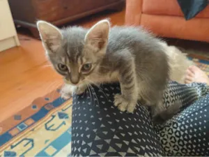 Gato raça SRD-ViraLata idade Abaixo de 2 meses nome Gabi