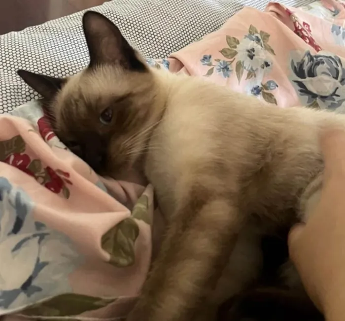 Gato ra a Siamês idade 2 anos nome Blue