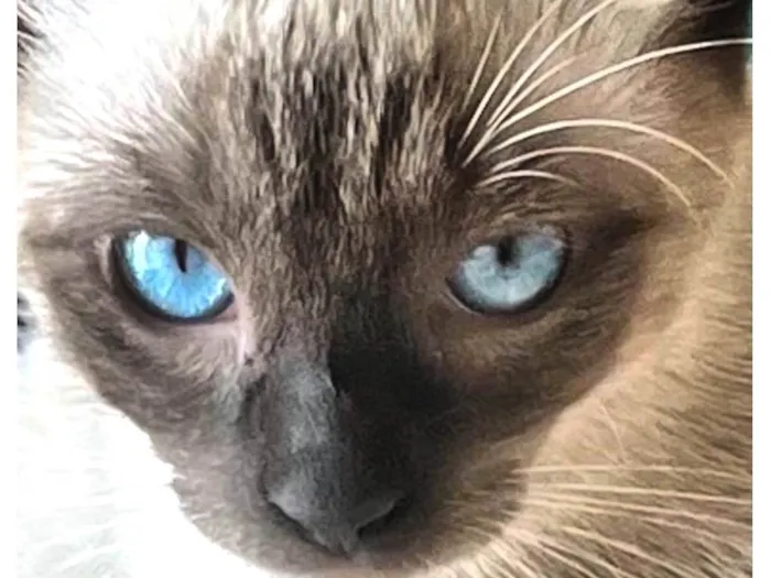Gato ra a Siamês idade 2 anos nome Blue