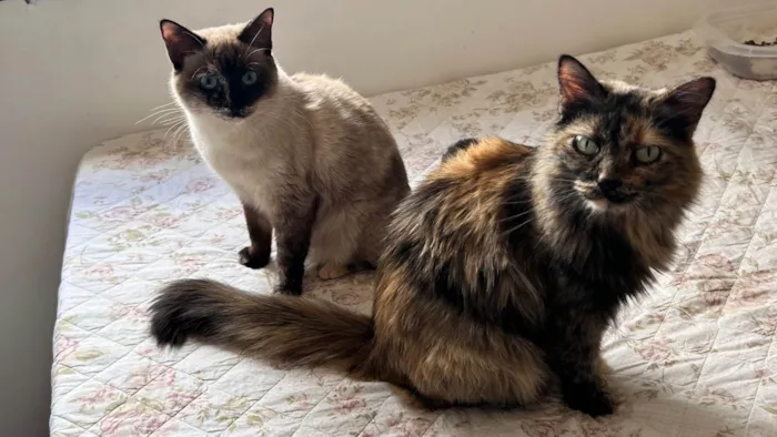 Gato ra a Siamês idade 2 anos nome Teteia e Blue