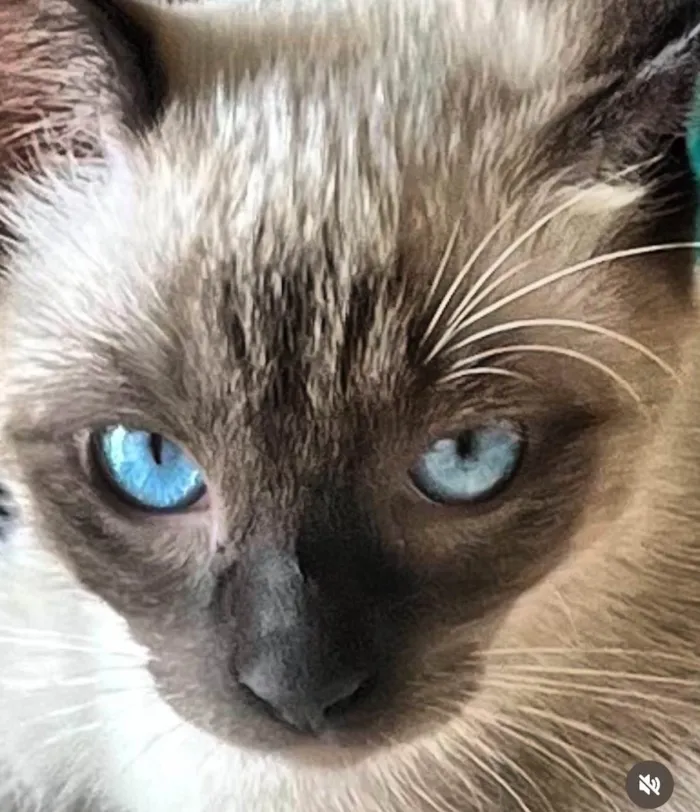 Gato ra a Siamês idade 2 anos nome Teteia e Blue