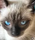 Teteia e Blue