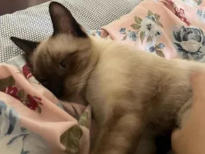 Gato raça Siamês idade 2 anos nome Blue