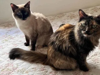 Gato raça Siamês idade 2 anos nome Teteia e Blue