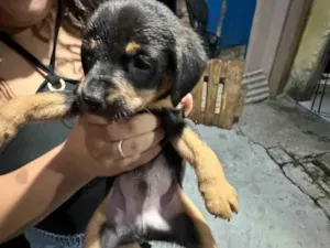 Cachorro raça SRD-ViraLata idade Abaixo de 2 meses nome Não tem nenhum nome ainda
