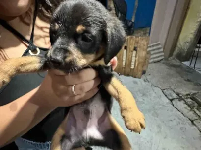 Cachorro raça SRD-ViraLata idade Abaixo de 2 meses nome Não tem nenhum nome ainda
