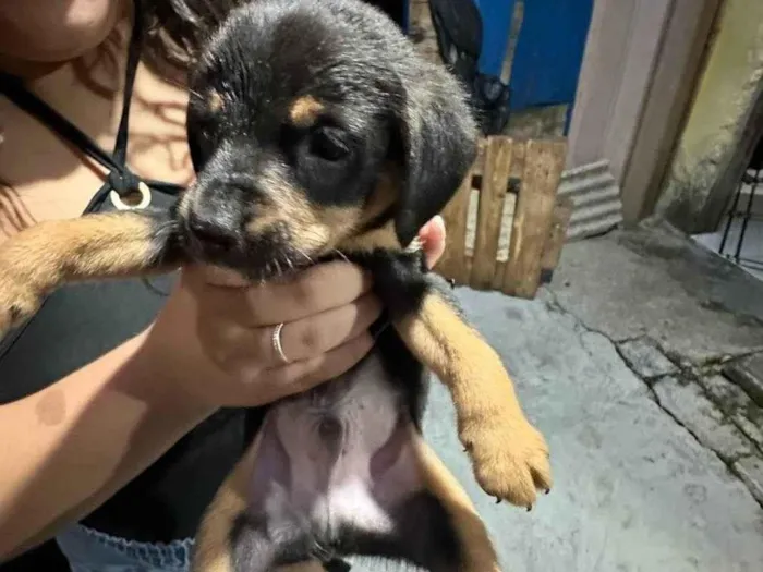 Cachorro ra a SRD-ViraLata idade Abaixo de 2 meses nome Não tem nenhum nome ainda
