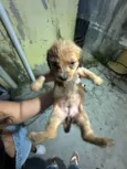 Não tem nenhum nome
