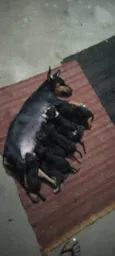 Doação de Filhotes