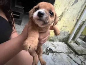 Cachorro raça SRD-ViraLata idade Abaixo de 2 meses nome Não tem nenhum nome 