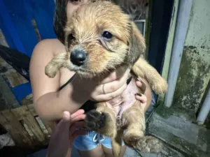Cachorro raça SRD-ViraLata idade Abaixo de 2 meses nome Não tem nenhum nome
