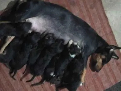Cachorro raça SRD-ViraLata idade Abaixo de 2 meses nome Doação de Filhotes